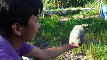 Nuôi ba ba đặc sản bò dày đặc, đẻ la liệt trứng, nông dân Sóc Trăng chán vì giá bán giảm 50%