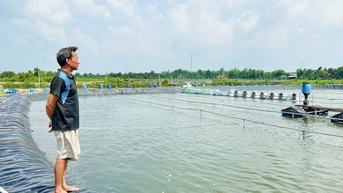 Giá tôm nguyên liệu tại Cà Mau chạm đáy, người nuôi kêu khó