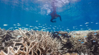 Tẩy trắng diện rộng tại rạn san hô Great Barrier