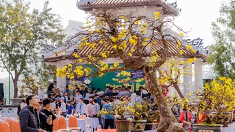 Thua Thien Hue - the land of yellow apricot blossoms in Vietnam