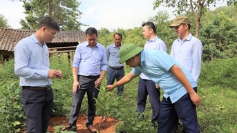 Giảm 30.430ha các dự án trồng mắc ca
