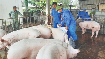 ជំងឺ, តម្លៃទាប៖ អ្នកចិញ្ចឹមជ្រូកមានការស្ទាក់ស្ទើរក្នុងការចិញ្ចឹមជ្រូកឡើងវិញដើម្បីផ្គត់ផ្គង់ដល់តេត