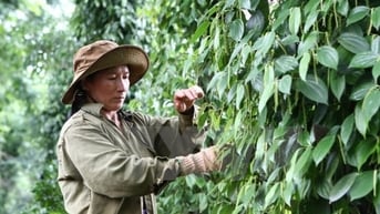 Quay đầu giảm mạnh, Gia Lai tụt xuống 149.500 đồng/kg