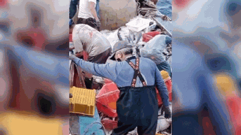 Quảng Bình: Một ngư dân trúng luồng cá hơn 10 tỷ đồng