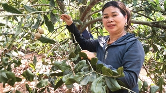 Phát triển kinh tế gia đình nhờ trồng xen canh mắc ca