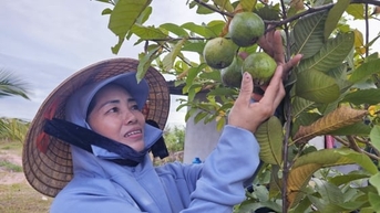Trồng ổi hữu cơ trên vùng đất cát, kiếm nửa tỉ đồng mỗi năm