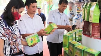 Trà chùm ngây Hồng Vân, sản phẩm OCOP 4 sao