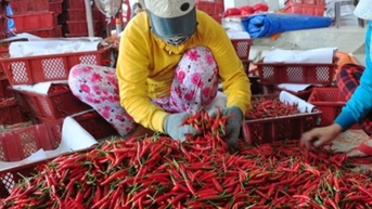 EU에서는 어떤 베트남 농산물에 대해 경고 조치를 취하고 있나요?