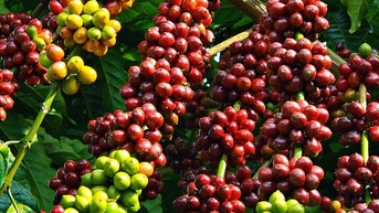 Giá cà phê Robusta quay đầu giảm