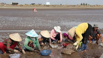 Nuôi con nghêu dày đặc ngoài biển Gò Công đạt chuẩn quốc tế, nông dân Tiền Giang đang giàu lên