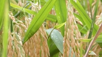 Tỉnh nào trồng lúa nhiều nhất Việt Nam?