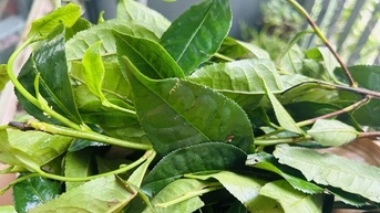 Uống chè xanh hằng ngày tốt cho sức khỏe