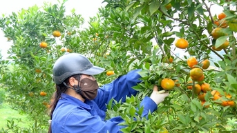 Thủ phủ cam Cao Phong được mùa, được giá nhờ tái canh