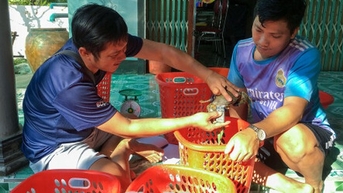 Thương lái mua cua dùng thiết bị này là biết được cua nhiều hay ít gạch, lại không làm cua đau