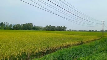 bão số 3 đe doạ mục tiêu năng suất cây trồng vụ Mùa