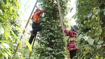 Xuất khẩu hồ tiêu cán mốc 1 tỷ USD
