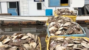 Mỹ “giải cứu” hải sản Nhật Bản sau lệnh cấm của Trung Quốc
