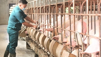 Đồng loạt đi ngang, miền Bắc giao dịch quanh mốc 63,4.000 đồng/kg