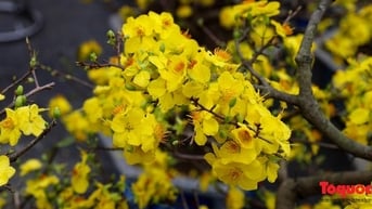 Lần đầu tiên biểu diễn Múa Rối nước tại Hội Hoa Xuân TP.HCM dịp Tết Ất Tỵ 2025