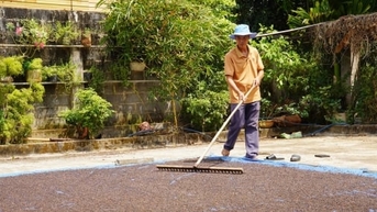 Ủ chế phẩm IMO, nuôi trùn quế, kiên trì trồng hồ tiêu hữu cơ