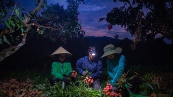 Nông dân Lục Ngạn chong đèn thâu đêm thu hoạch vải thiều