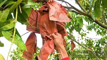 Chuyển đất kém hiệu quả sang trồng xoài, thu lợi ấn tượng ở An Giang