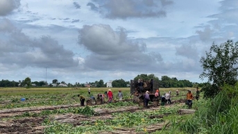 Ruộng trồng cây mì nhổ bật lên toàn củ là củ, sao thương lái ở Tây Ninh ai nấy phải khóc ròng?