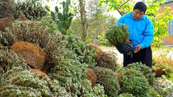 Hàng ngàn giỏ cúc mâm xôi ở Bến Tre bị nhổ bỏ, người cung cấp cây giống xin lỗi bà con