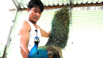 Chim công, động vật hoang dã, chim hoang dã sách Đỏ, Cần Thơ nuôi thành công, bán 6 triệu/cặp.