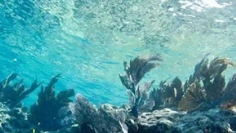 Nhiệt độ bề mặt nước biển ở Florida tăng cao bất thường