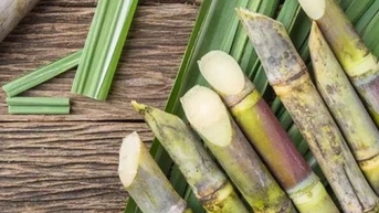 Son La Sugarcane ត្រៀម​បង់​ភាគលាភ 200%