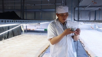 Nuôi thành công loài nấm có nhiều chất bổ dưỡng, chàng trai Đắk Nông tự trả lương cao cho mình