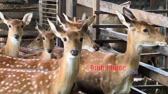 Anh nông dân Bình Phước nuôi loài động vật có giá trị dinh dưỡng cao, dùng để bào chế dược liệu quý