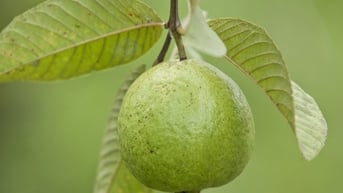 Tại sao ăn ổi tốt cho da?