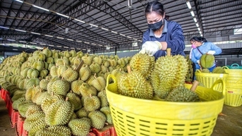 Cảnh báo gian lận thương mại xuất khẩu sầu riêng