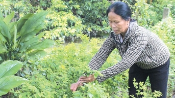 Dân xã này ở Hà Nam chỉ trồng rau màu theo mùa, mỗi nhà "nhận lương" 5-6 triệu/tháng