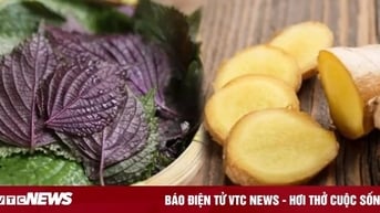 Bài thuốc giải cảm từ lá tía tô nấu với gừng đơn giản nhưng hiệu quả