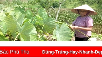 Búp khoai kho - Món ăn đậm đà hương vị làng quê