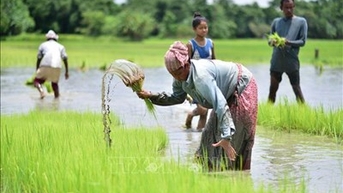 Lệnh cấm xuất khẩu gạo của Ấn Độ ảnh hưởng hàng triệu người trên thế giới
