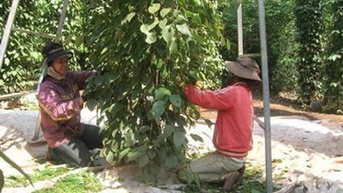 Dự báo giá tiêu sẽ còn nhiều biến động?