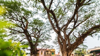 ដើម​លីម​ពីរ​ដើម​អាយុ​ជាង​៧០០​ឆ្នាំ ជា​ភស្តុតាង​នៃ​ជ័យ​ជម្នះ Bach Dang នៅ Quang Yen