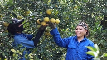 Cam là quả đang bán có giá nhất ở một xã của Hà Tĩnh, cả làng hái bán, nhà nào cũng cầm tiền to