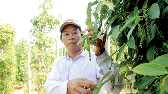 Người trồng hồ tiêu và sầu riêng ở Nam bộ cần đề phòng mưa trái mùa