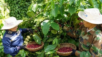 Xuất khẩu cà phê Robusta tiếp tục khởi sắc