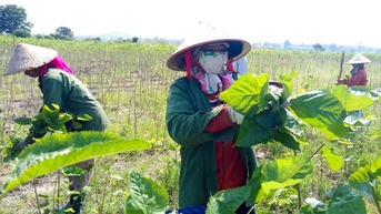 뽕나무 재배와 누에 사육은 가계 경제를 변화시킨다