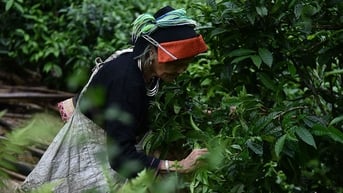 Việt Nam có hơn 1 triệu tấn ‘vàng xanh’ mỗi năm, giá bán rẻ nhất thế giới