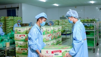 Quả bưởi chính thức được xuất khẩu sang Hàn Quốc