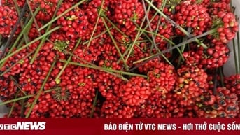 Hạt sâm Ngọc Linh hơn 240 triệu đồng/kg, hàng Trung Quốc đổ về chỉ 2,3 triệu