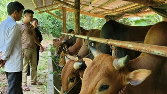 ឈប់​ពី​ការងារ​ក្រុមហ៊ុន​ទៅ​សង់​ខ្ទម​ក្នុង​ព្រៃ​ចិញ្ចឹម​គោ រក​ចំណូល​បាន​កន្លះ​ពាន់​លាន​ដុង​ក្នុង​មួយ​ឆ្នាំ