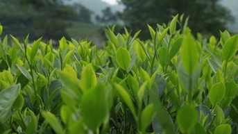 Xuất khẩu chè, cách nào gia tăng miếng bánh thị phần?